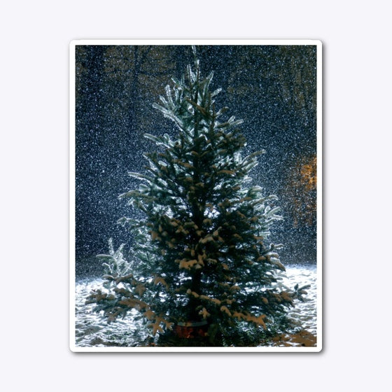 winter pine