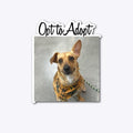 Opt to Adopt