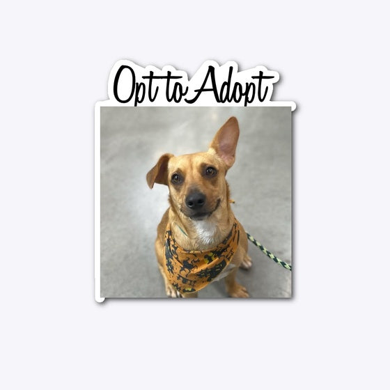 Opt to Adopt